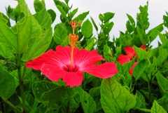 離島の花5-2