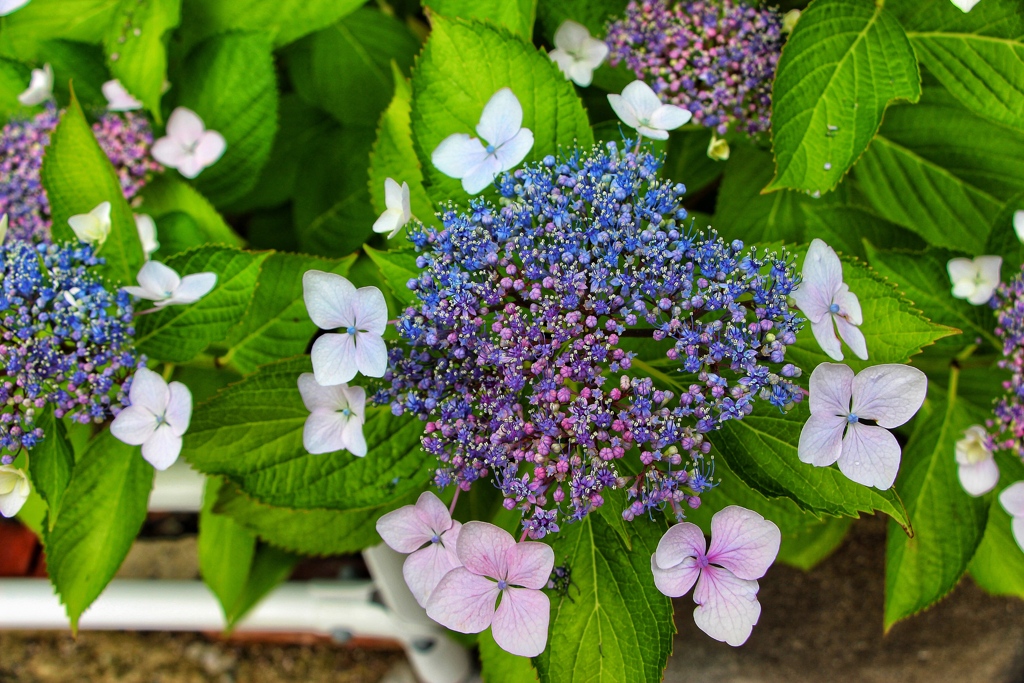 雨上がりの紫陽花5-4