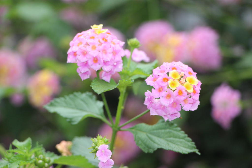 雨上がりの紫陽花5-1