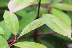 雨上がり5-2