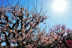 梅と太陽