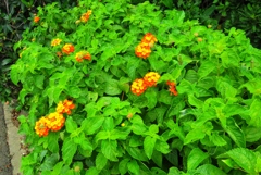 離島の花5-3