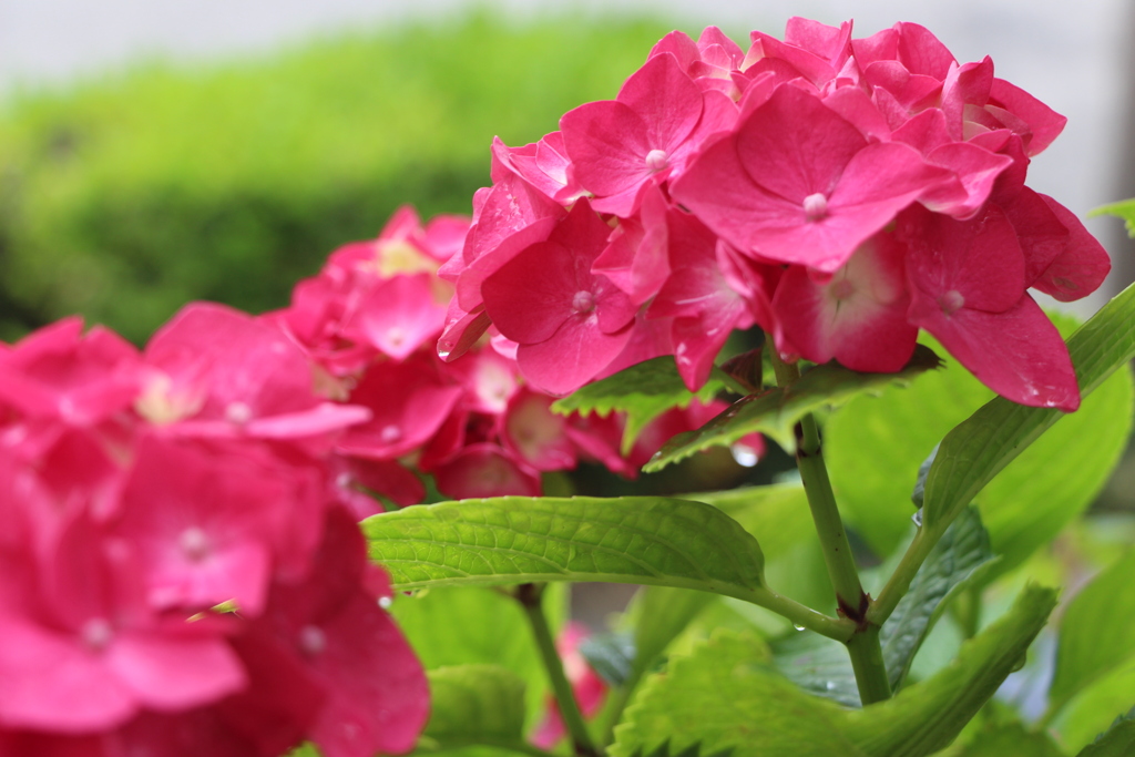 雨上がりの紫陽花5-2