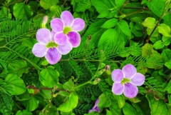 離島の花5-1