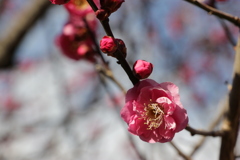 さあ2月、梅の季節到来❣️