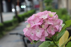 雨上がりの紫陽花5-3