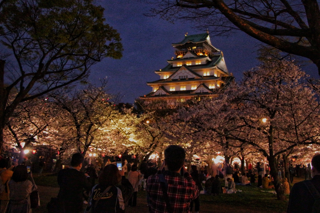 桜ライトアップin大阪城西の丸5-4