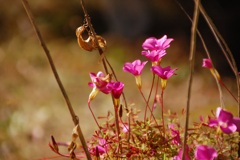 庭の花