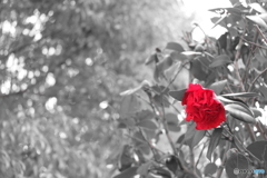 73A6A39F-DF3F-4790-A901-E9869622753D