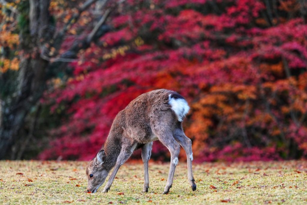 冬近く