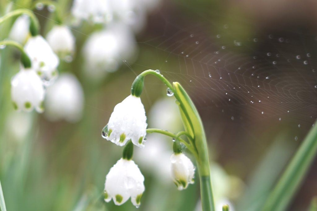 蜘蛛の巣と雨露