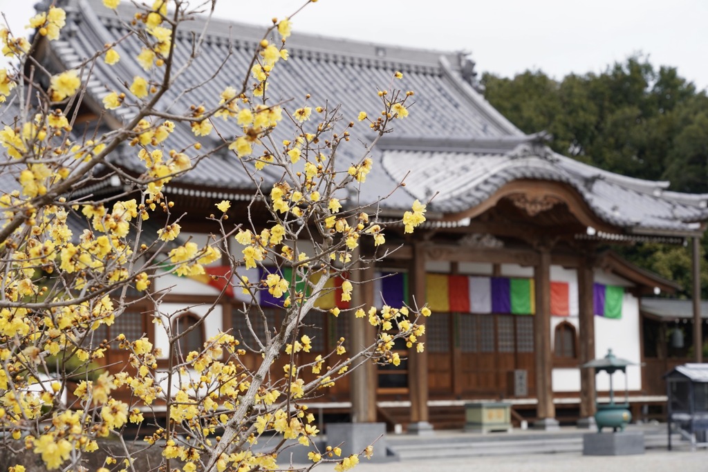 お寺の蝋梅