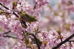 河津桜とメジロ