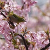 河津桜とメジロ