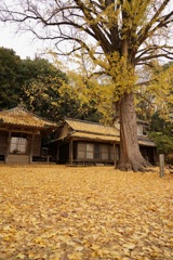 晩秋の風景