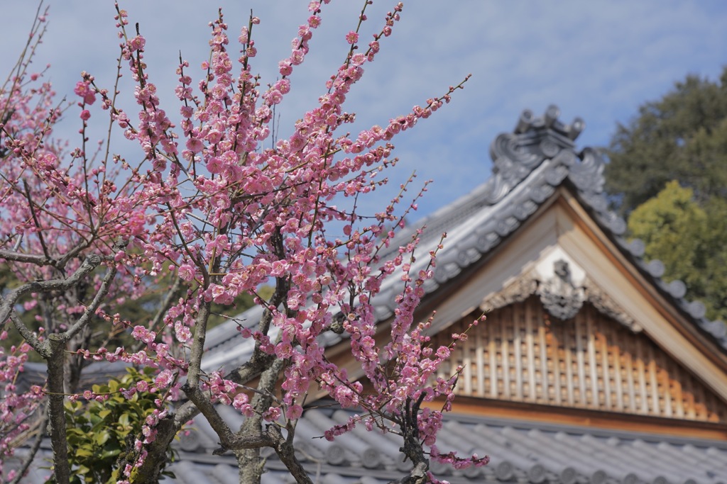 お寺の春