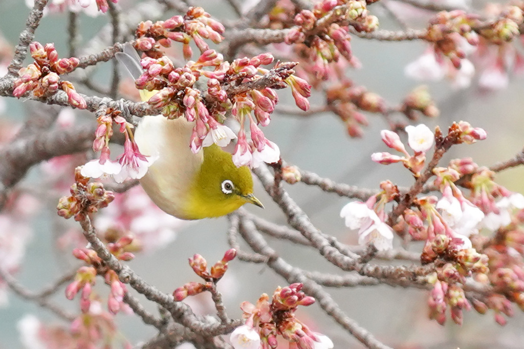 咲き出したよ✿:*