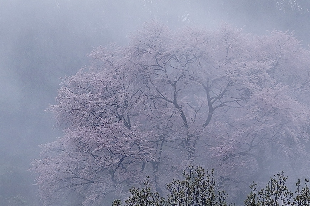 霧に煙る