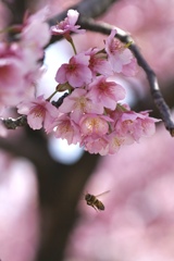 河津桜とミツバチ