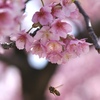 河津桜とミツバチ