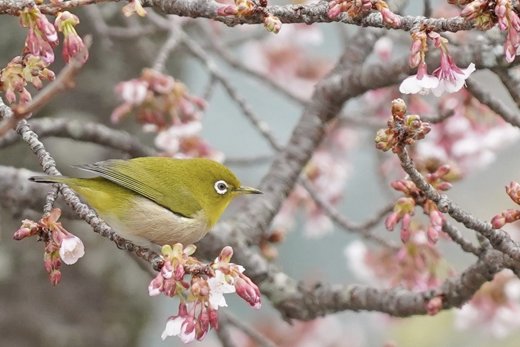 満開が待ちきれない✿:*