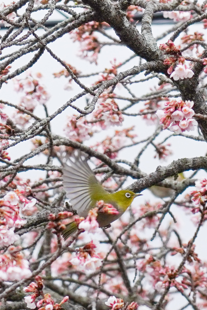 蜜を求めて･:*:✿