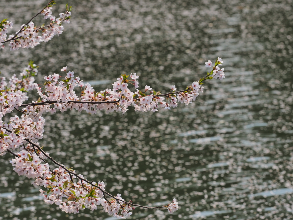 お濠と桜