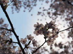 sakura