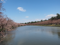 桜咲きましたね❕