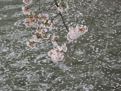 桜、花びらと濠