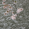 桜、花びらと濠