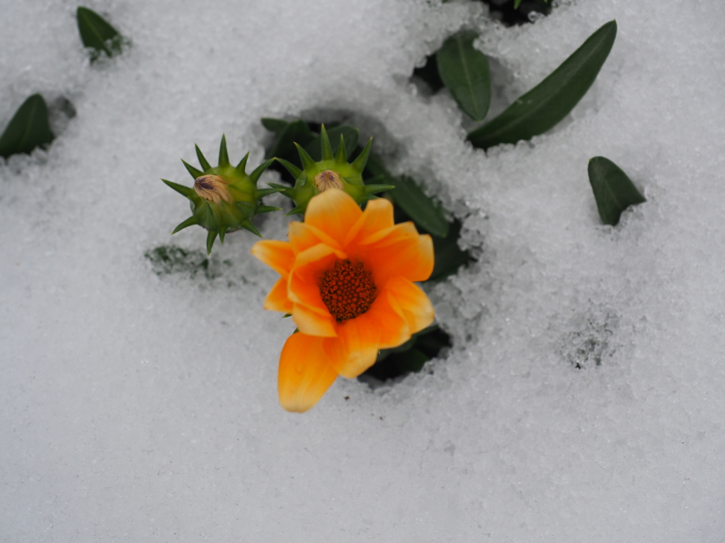 雪の朝