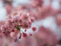 枝垂桜