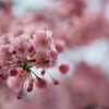 枝垂桜