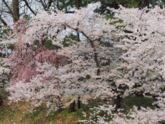桜　さくら