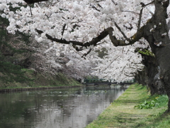 お濠と桜