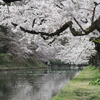 お濠と桜