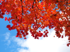 紅葉