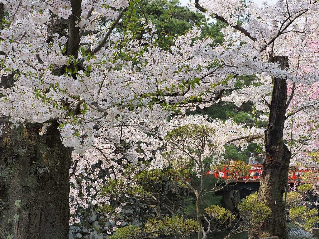 桜・鷹丘橋