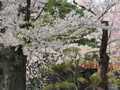 桜・鷹丘橋