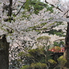 桜・鷹丘橋