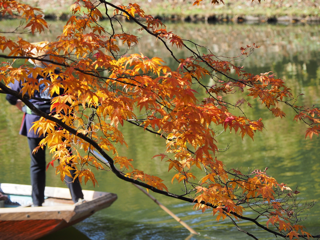 黄葉と船頭