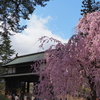 桜・東門