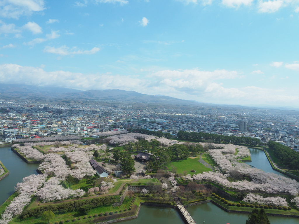 桜