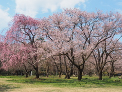 さくら咲く