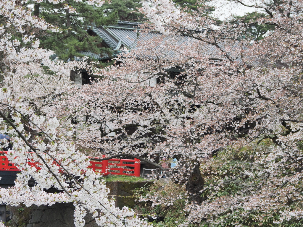 桜・南内門