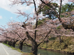 桜咲きました!!!!