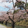 桜咲きました!!!!
