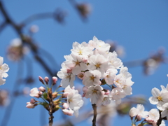 桜さく