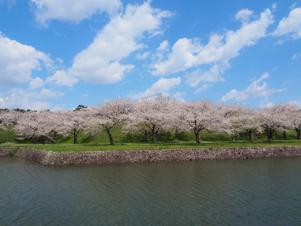 sakura